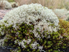 Cladonia rangiferina
