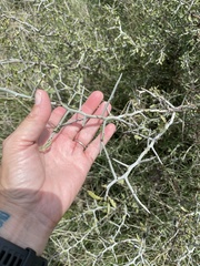 Sarcomphalus obtusifolius