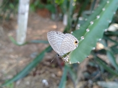 Jamides alecto dromicus