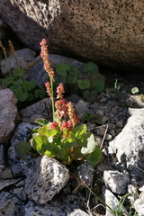 Oxyria digyna