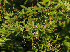 Desmodium paniculatum