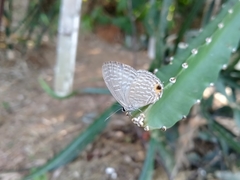 Jamides alecto dromicus