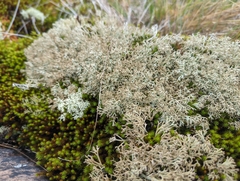 Cladonia rangiferina
