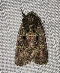 Lacinipolia renigera