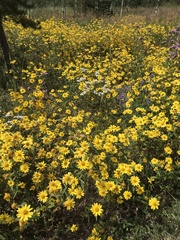 Coreopsis
