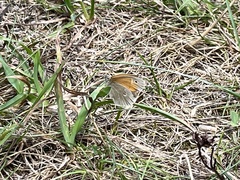 Coenonympha california
