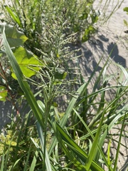 Leptochloa panicoides