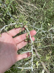 Sarcomphalus obtusifolius