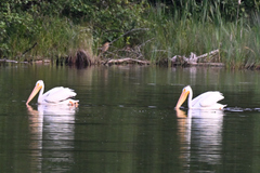 Botaurus lentiginosus