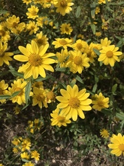 Coreopsis
