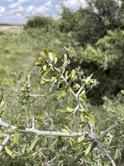 Sarcomphalus obtusifolius