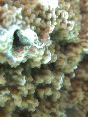 Vermetoidea