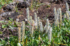 Salix arctica
