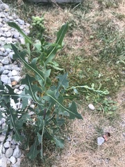 Lactuca serriola