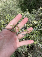 Ibervillea tenuisecta