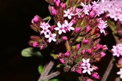 Stevia monardifolia