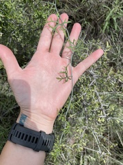 Ibervillea tenuisecta