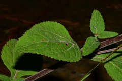 Stevia monardifolia