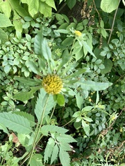 Bidens vulgata