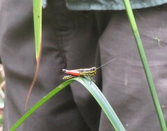 Meltripata antennata