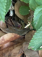 Vespula pensylvanica