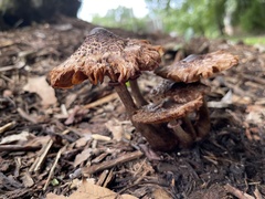 Leucoagaricus americanus