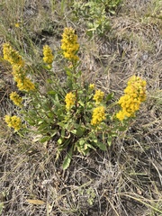 Solidago spathulata