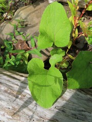 Arctium lappa