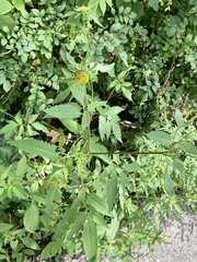 Bidens vulgata