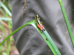 Meltripata antennata