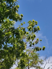 Castanea dentata