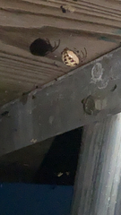 Larinioides cornutus