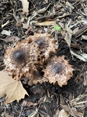 Leucoagaricus americanus