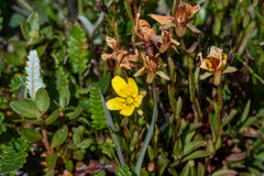 Saxifraga