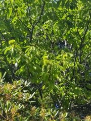 Castanea dentata