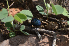 Cysteodemus wislizeni