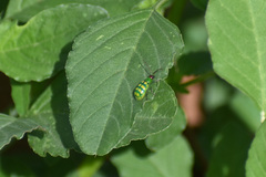 Diabrotica balteata