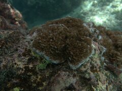 Montipora