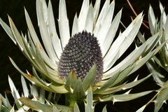 Eryngium proteiflorum