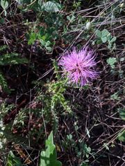 Cirsium repandum