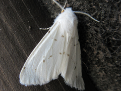 Hyphantria cunea
