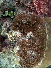 Montipora