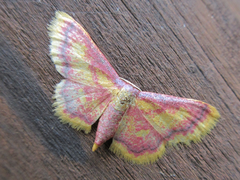 Idaea muricata