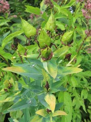 Hypericum ascyron