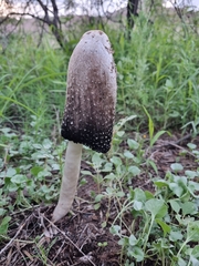 Coprinus