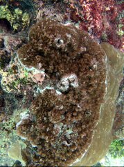 Montipora