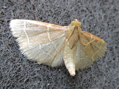 Hypsopygia glaucinalis