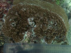Montipora
