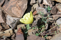 Papaver radicatum