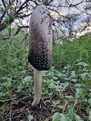 Coprinus